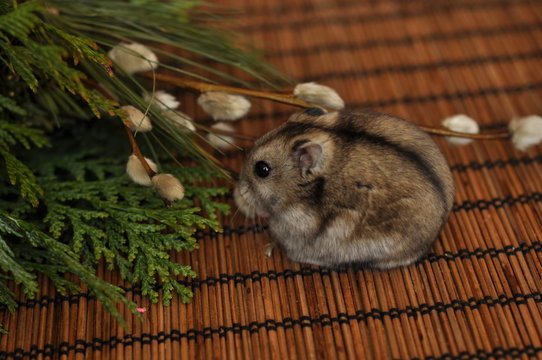 Chomik
