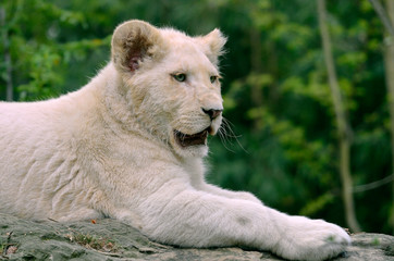 Gros plan de profil d'un rare lionceau blanc