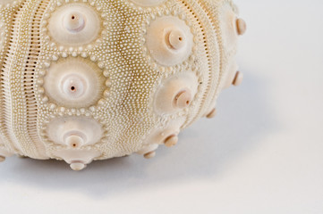 Sea Urchin Shell Closeup