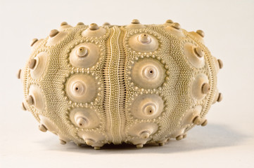 Sea Urchin Shell Profile View
