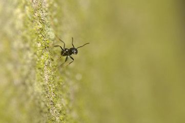 Black ant