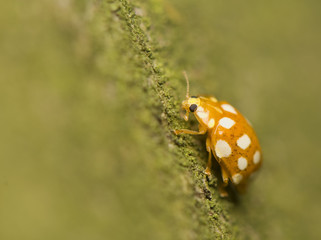 Halyzia sedecimguttata