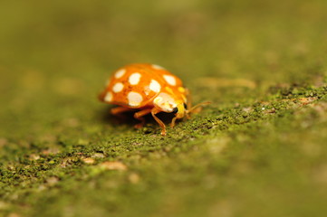 Halyzia sedecimguttata
