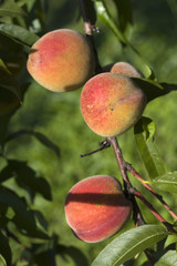 Fresh peach