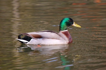 canard colvert dans l'eau