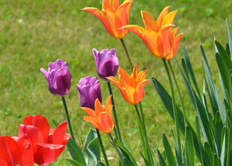 tulipes...jardin