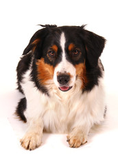 Australian shepherd