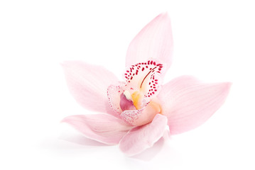 rosige Orchidee isoliert auf weißem Hintergrund