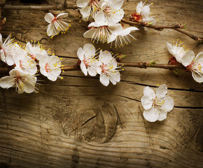 Spring Blossom over wooden background