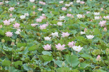 lotus flower farms