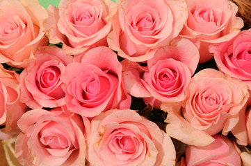 Bright pink roses