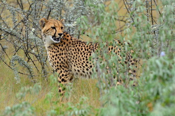cheetah in Etosha national park,Namibia,Africa