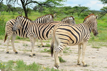 Fototapeta na wymiar Zebry w Etosha, Namibia Nat.Park