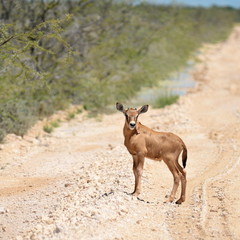 young calf of oryx antelope,Namibia