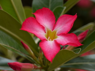 Desert Rose, Impala Lily