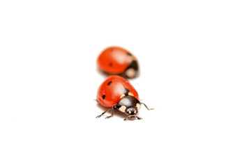 coccinelle