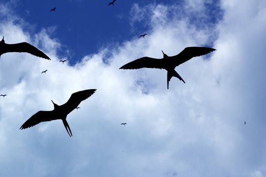 frigate bird silhouette backlight breeding season