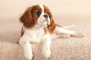 Cavalier King Charles Spaniel puppy