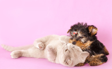 Yorkshire Terrier and British kitten rare color (lilac)