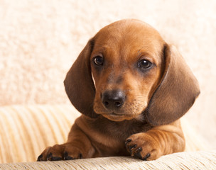 dachshund dog  puppy