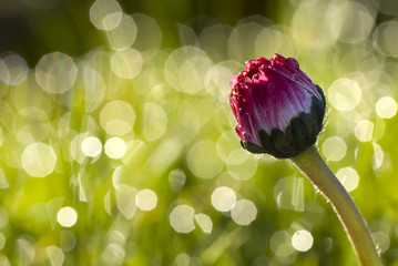 pink daisy © fotografaw