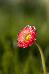 pink daisy © fotografaw