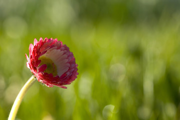 pink daisy © fotografaw