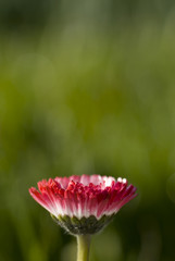 pink daisy © fotografaw