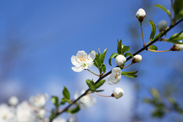 Spring Time