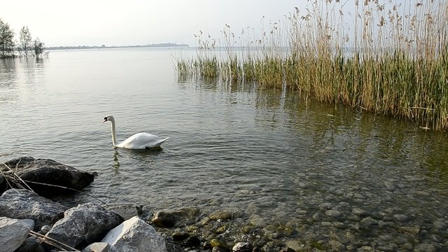 Cigno nel canneto