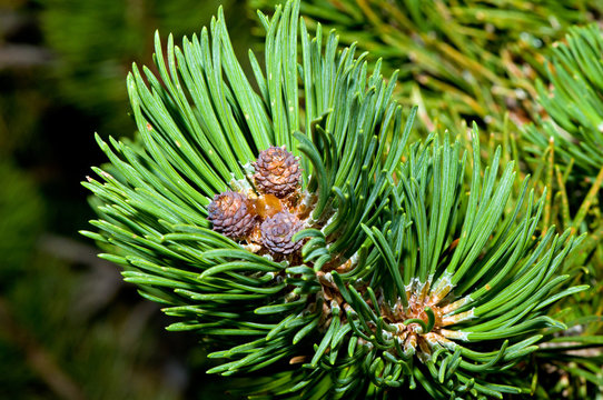 Mountain pine sprout