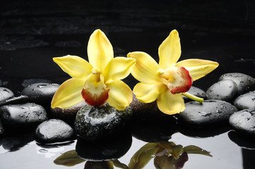 Two yellow orchid and black stones with reflection