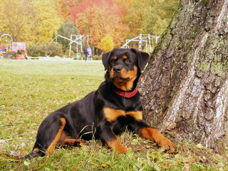 Rottweiler lying near tre in park in autumn