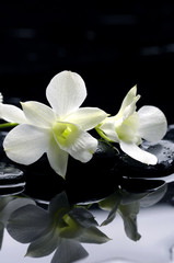 Zen stones and pink orchids with reflection