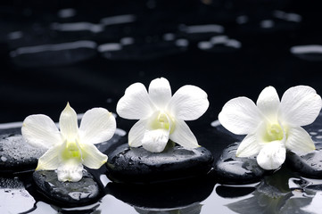 Fototapeta na wymiar Set of white orchids on black stone with reflection