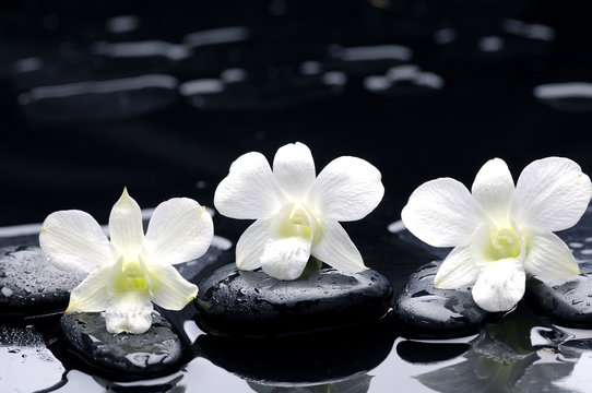 Set of white orchids on black stone with reflection