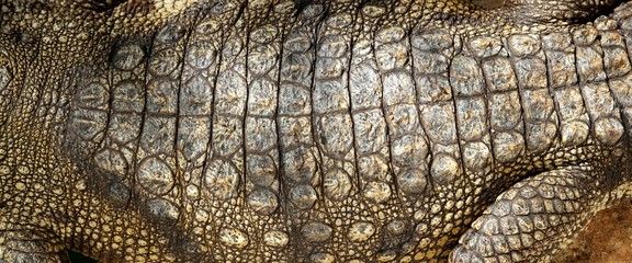 Alive Crocodile real skin macro texture detail