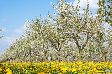 orchard  in spring