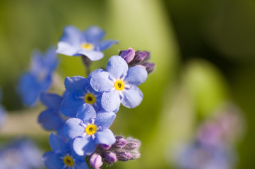 Fototapeta premium Forget-me-not flower