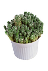 Big cactus family