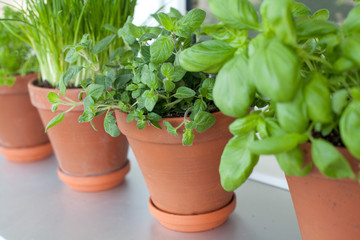 herbs growing on window-sill