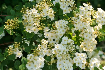 Arbuste flleurs blanches