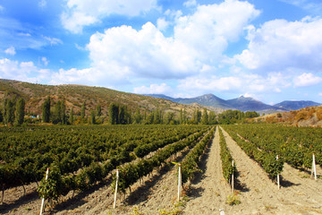 Fototapeta na wymiar colourful vineyard landscape