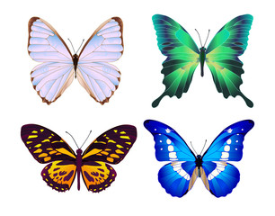 Obraz na płótnie Canvas colorful butterflies
