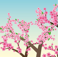 Spring or summer background with cherry blossom, vector