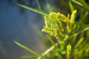 rice / paddy field in sunshine / soft selective focus on the  fo