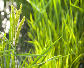 rice / paddy field in sunshine / soft selective focus on the  fo