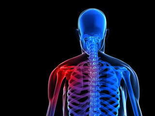 3d rendered illustration of a skeletal back