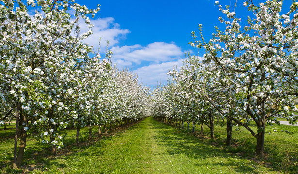 Obstwiese