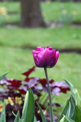 Tulip